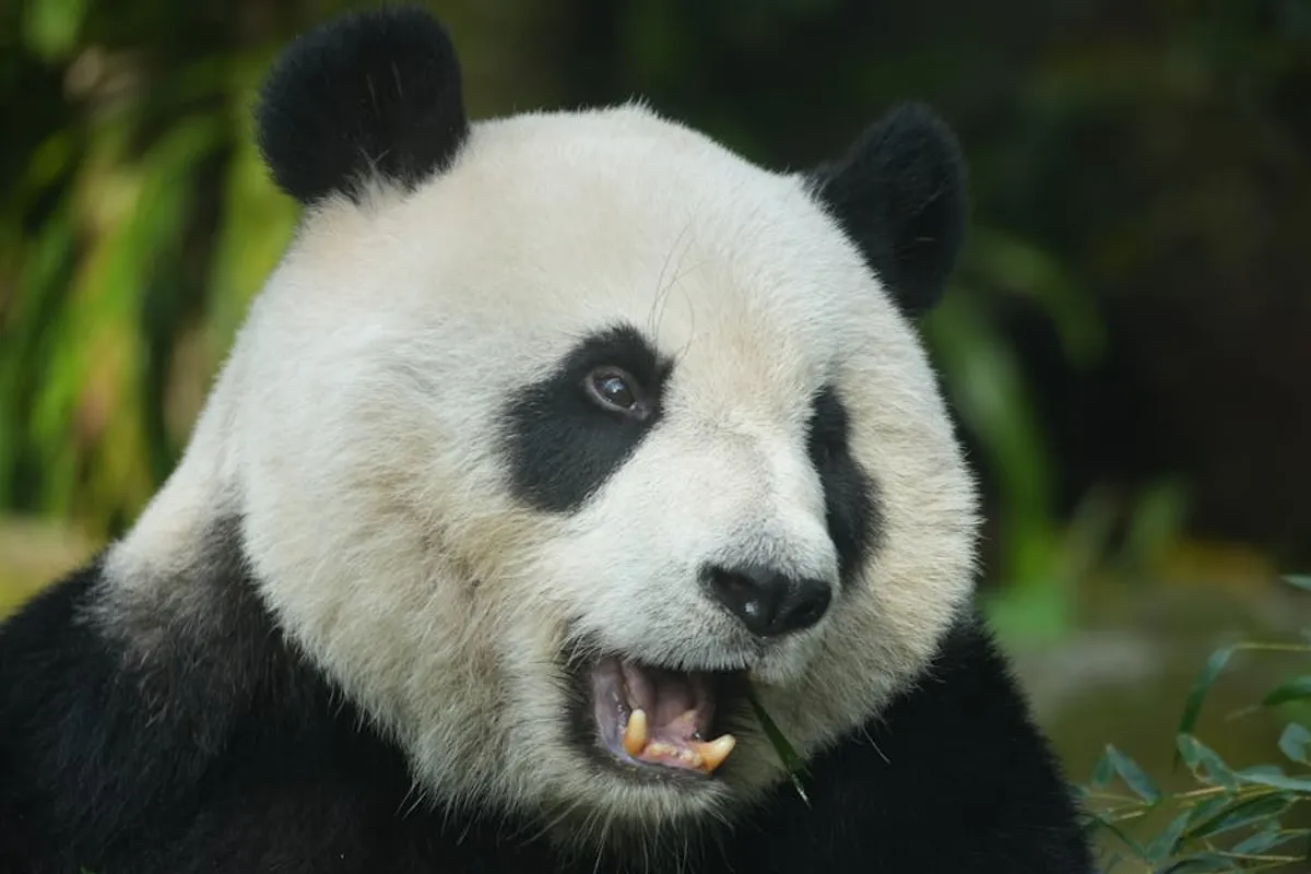 Panda Master: Promo Codes, Gameplay, and Safety Checks